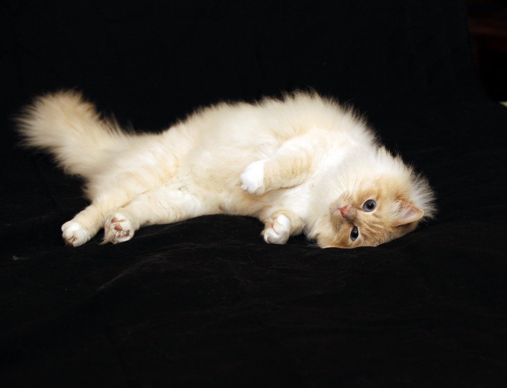 Dorje Ling Lord Hamilton - sacro di birmania cream point